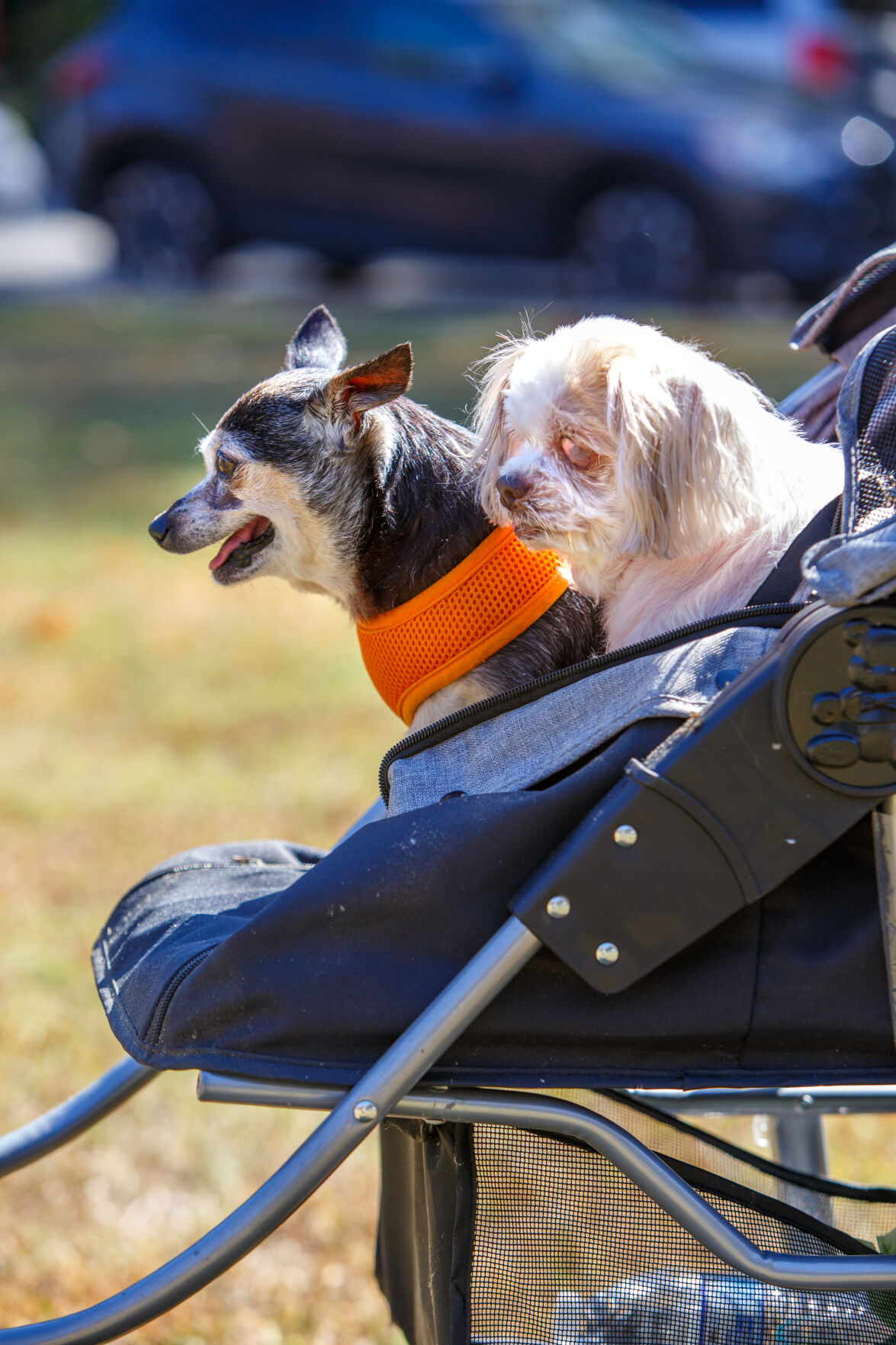 WSM Dogmore07 102322.jpg